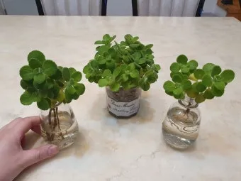 장미 재배 전정 시기 병해 예방 풍성한 개화_26