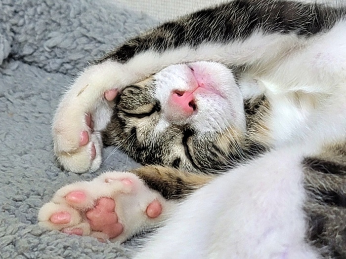 잠자는 고양이
