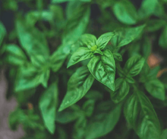 간에 좋은 약초 related image 7