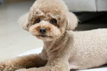 푸들 종류 토이푸들 실버투들 분양 가격 성격_3