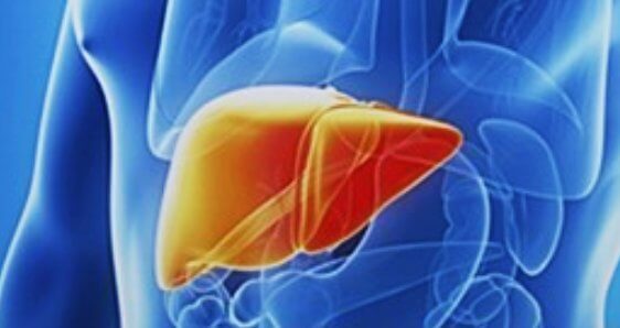 간을-보여주는-해부도