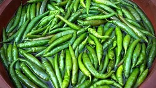 청양고추장아찌-담그기-간장고추장아찌-담그는법