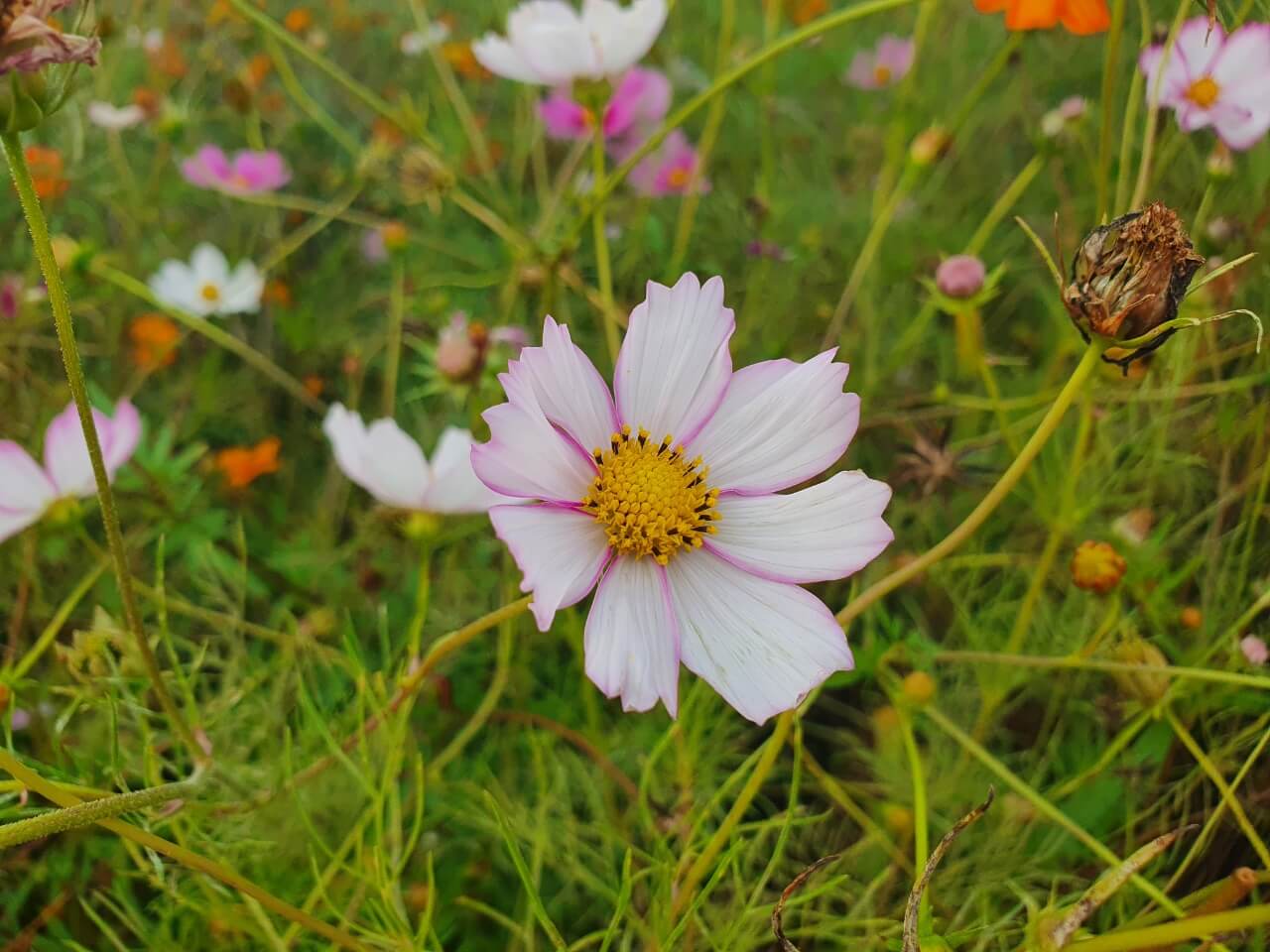 화이트핑크-코스모스