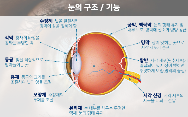 눈의 각 부위와 부위별 기능을 기록한 사진입니다.