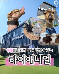 하이애니멀