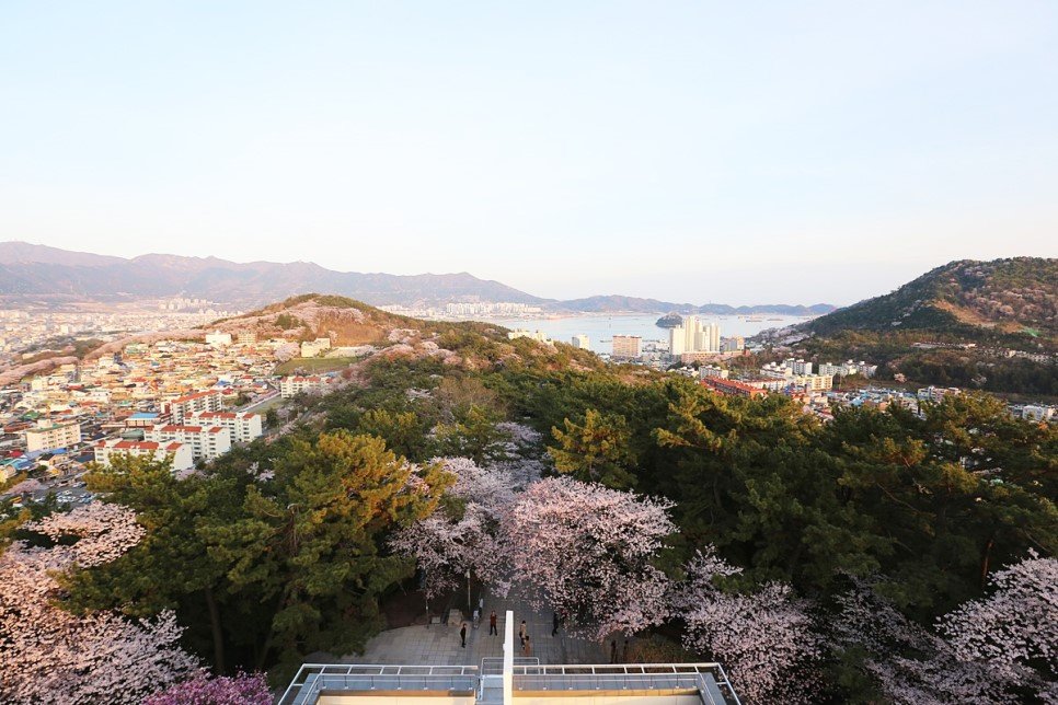 2024 벚꽃 개화 시기와 벚꽃 명소 <진해군항제 정보>