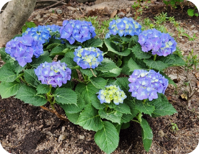 동림선원 화단에 핀 수국