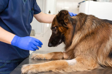 개가 주의하고 싶은 종양 비만세포종.