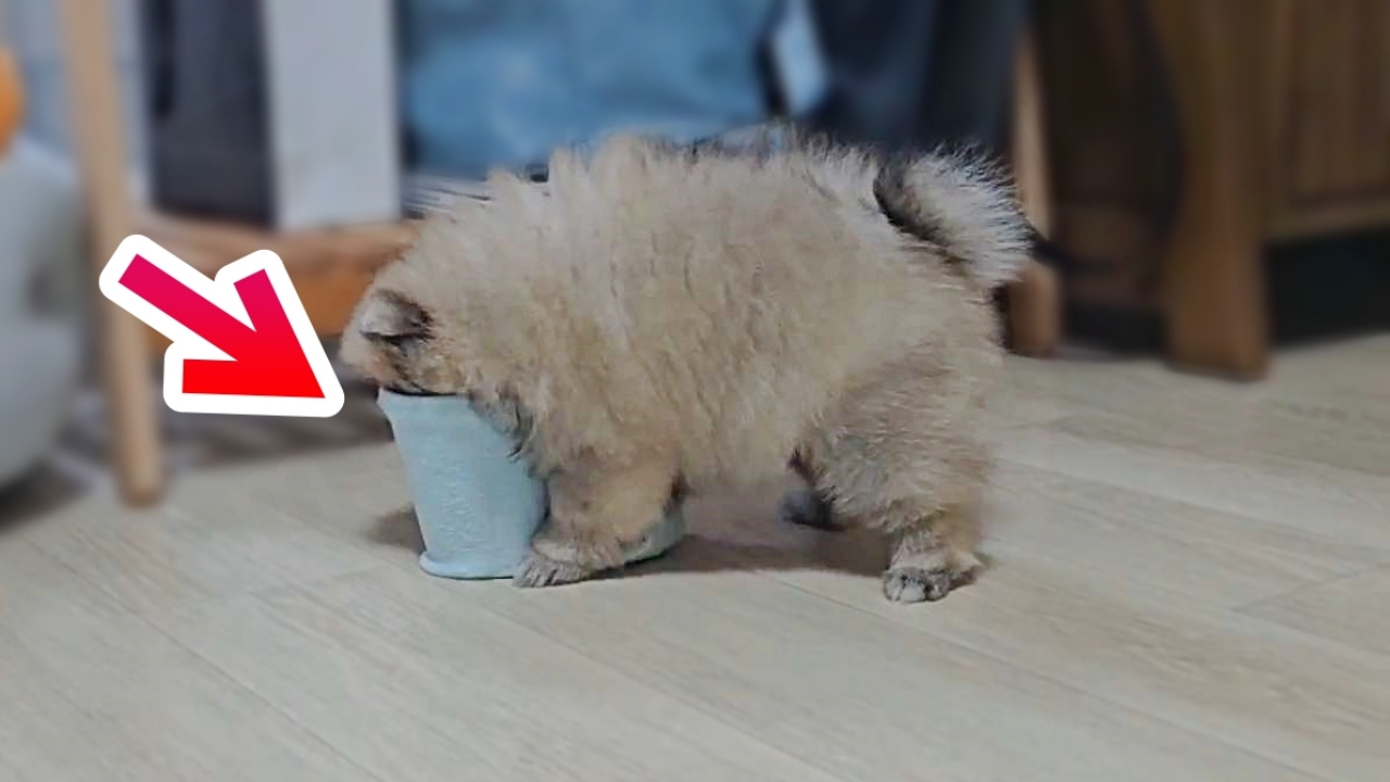 강아지 종이컵 장난감