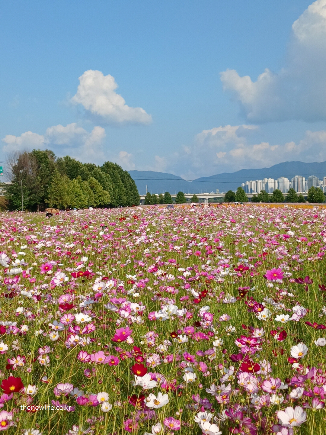 구리 한강시민공원 코스모스 길 – 서울 근교 경기에서 즐길 수 있는 대규모 분홍빛 코스모스 꽃밭 전경