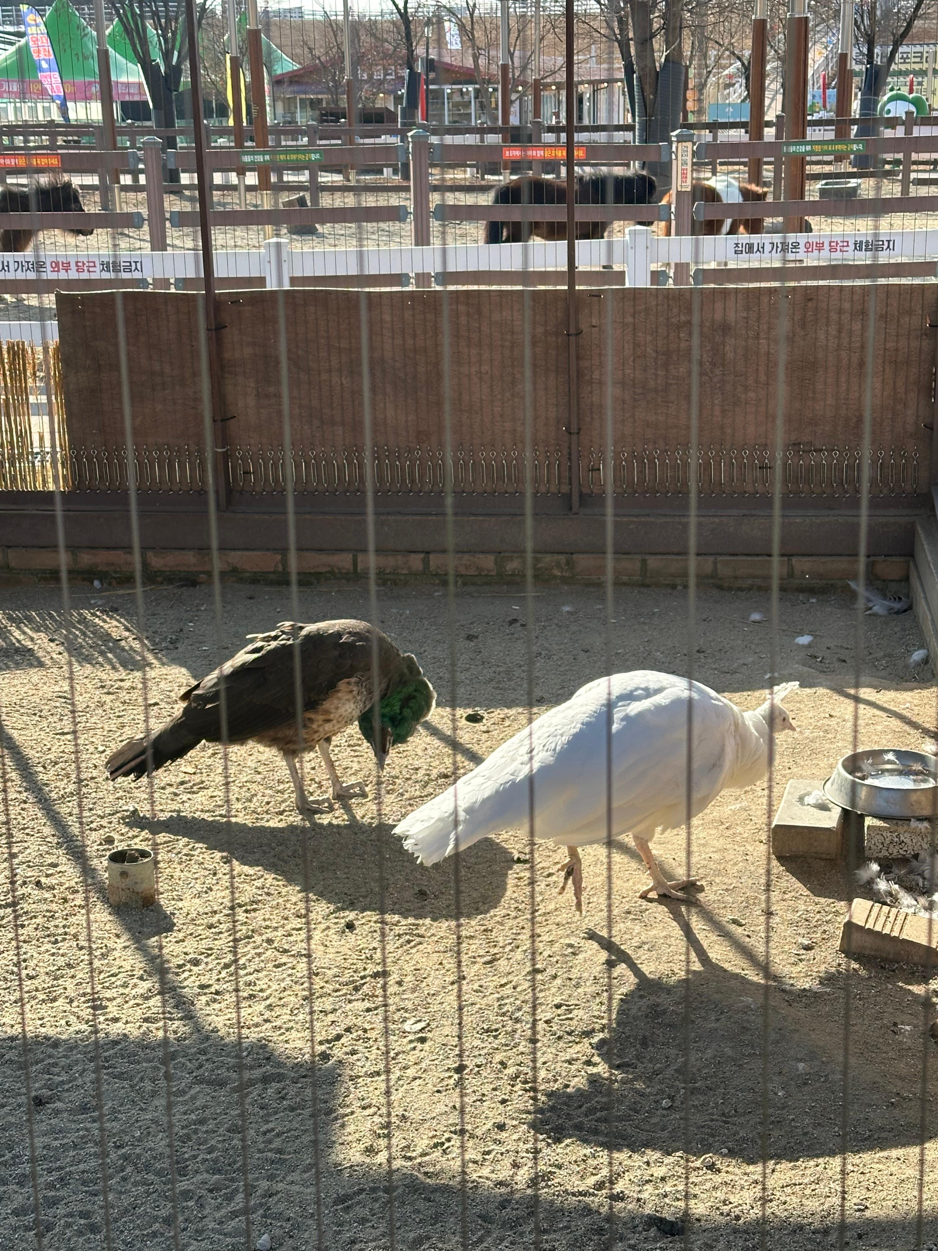 안성팜랜드 백공작