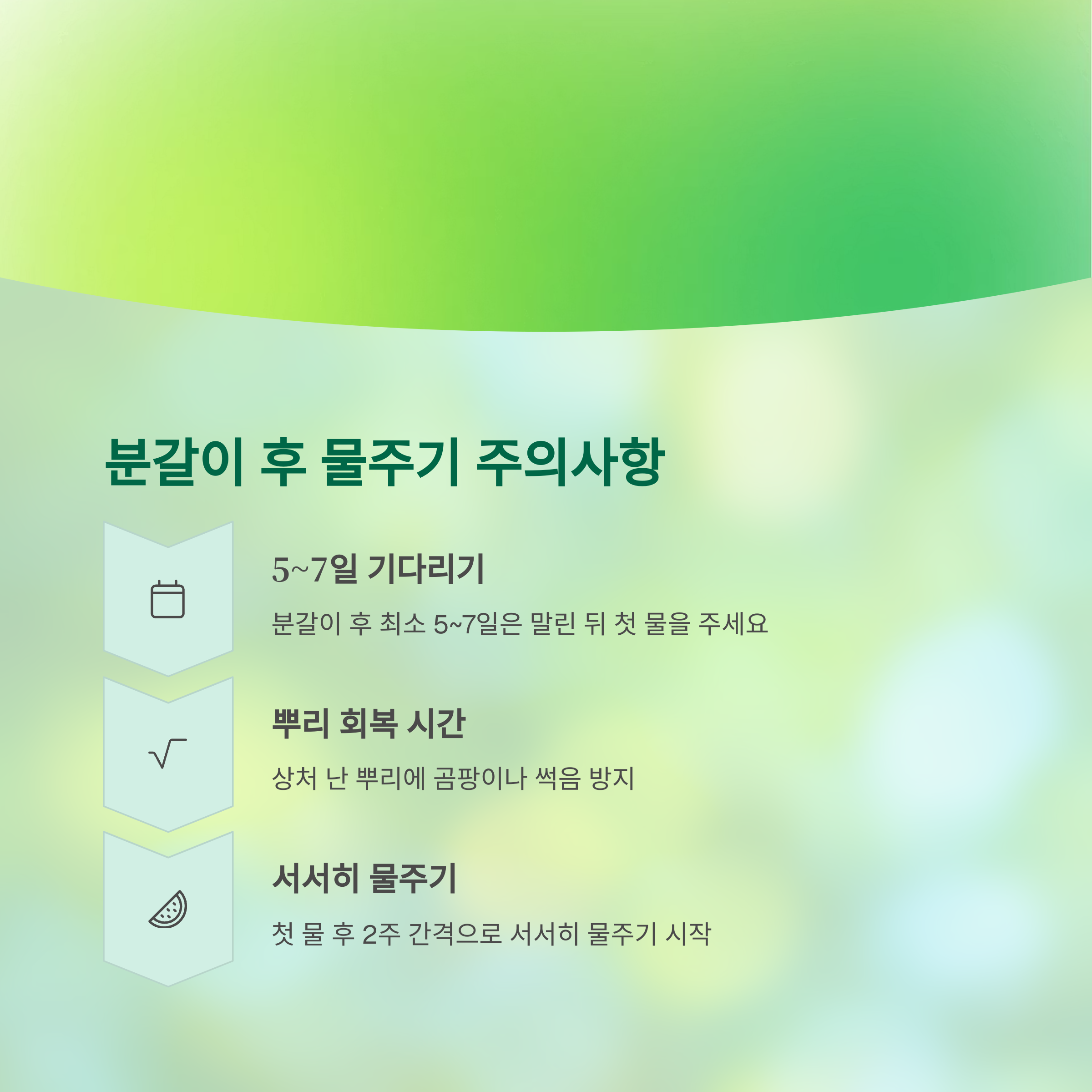 분갈이 후 물주기 주의사항