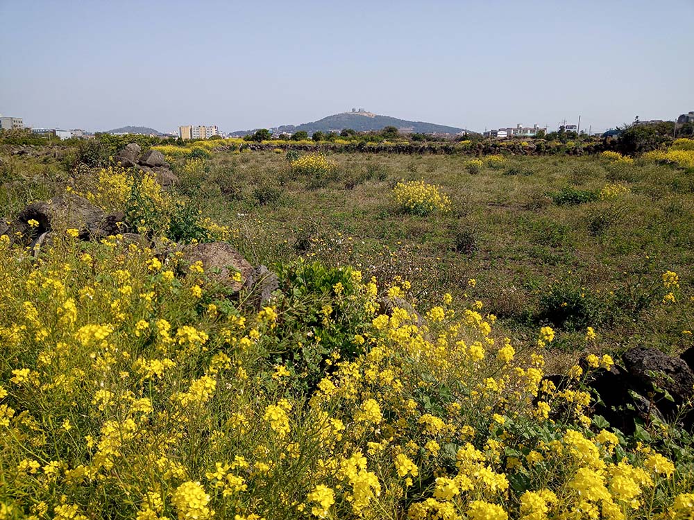 올레11코스: 모슬포 정상을 바라보고