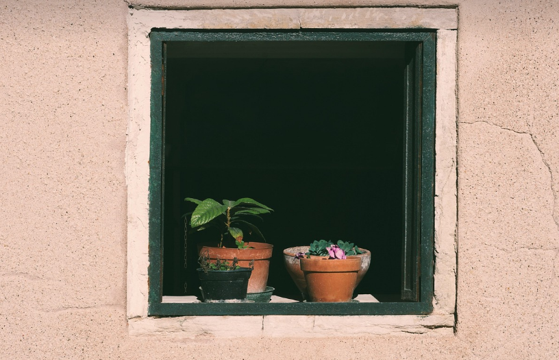 반려식물 분갈이