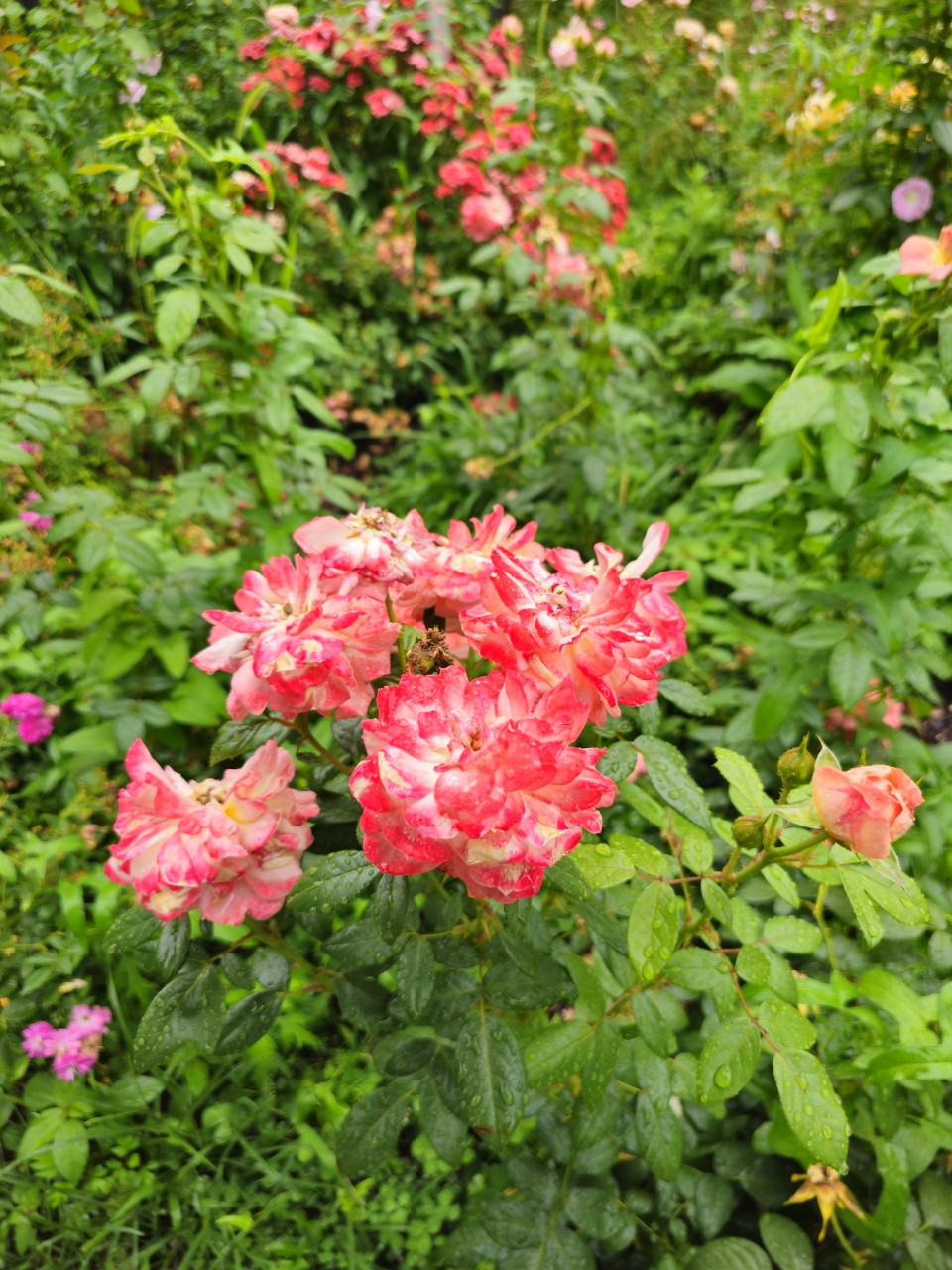 장애아동 조기개입 프로그램 비교