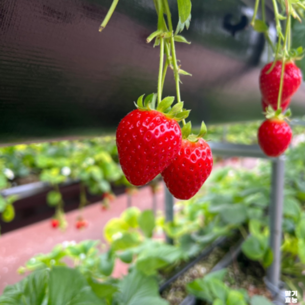 딸기의 놀라운 효능 : 딸기 효능 알고 드세요!