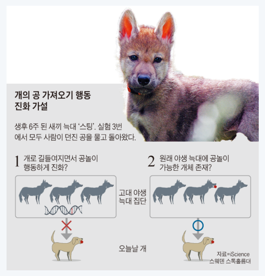 개 훈련