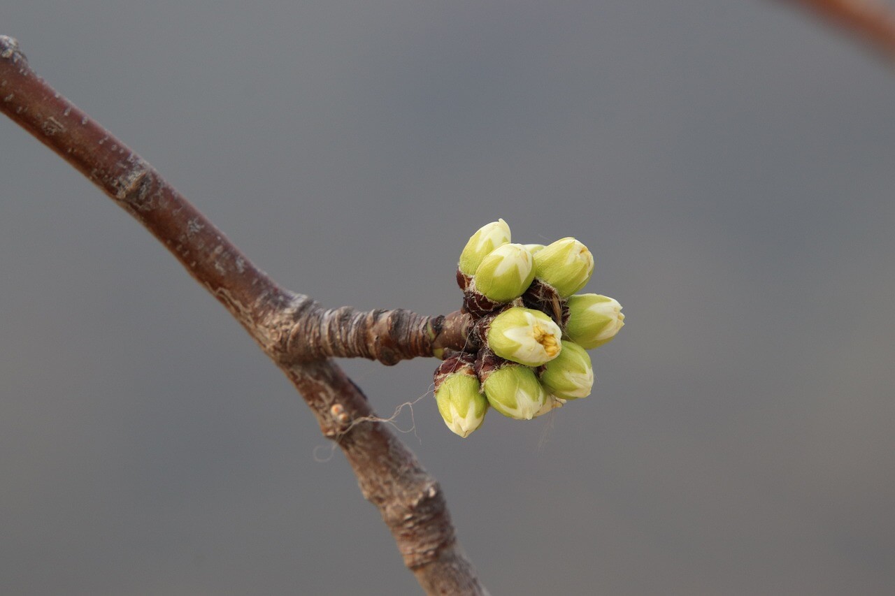 2025 광양 매화축제