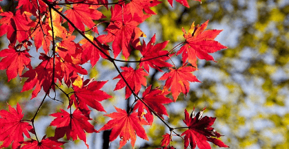 청와대 관람신청