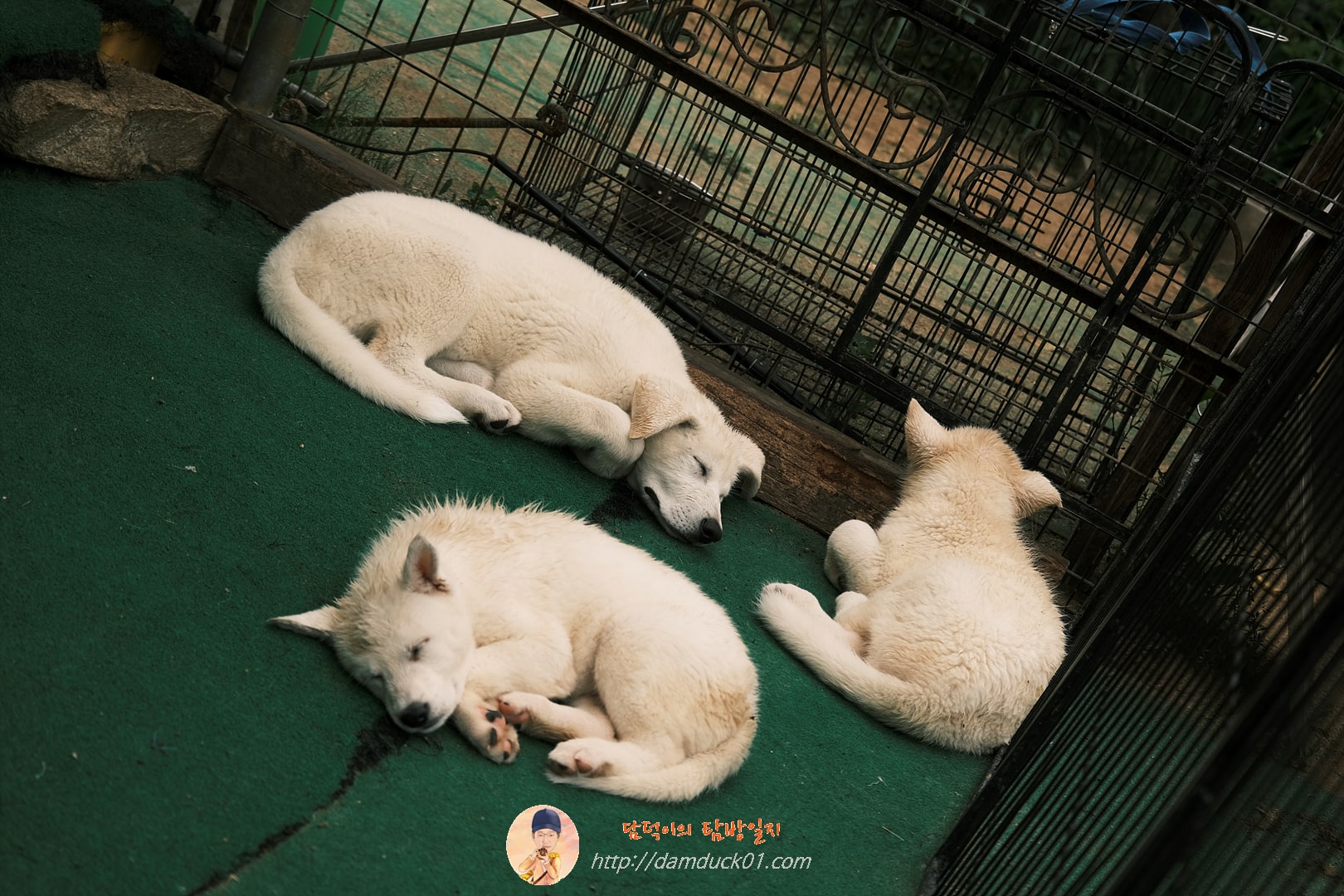 풍사니랑 댕댕이들