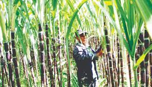 폴리코사놀 효능 부작용 (3주 섭취 후기)