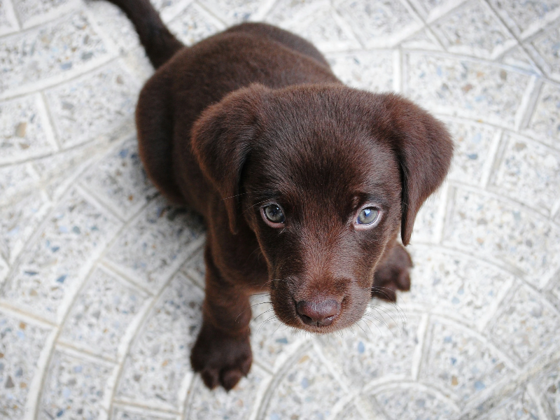 위를 올려다보고있는 강아지