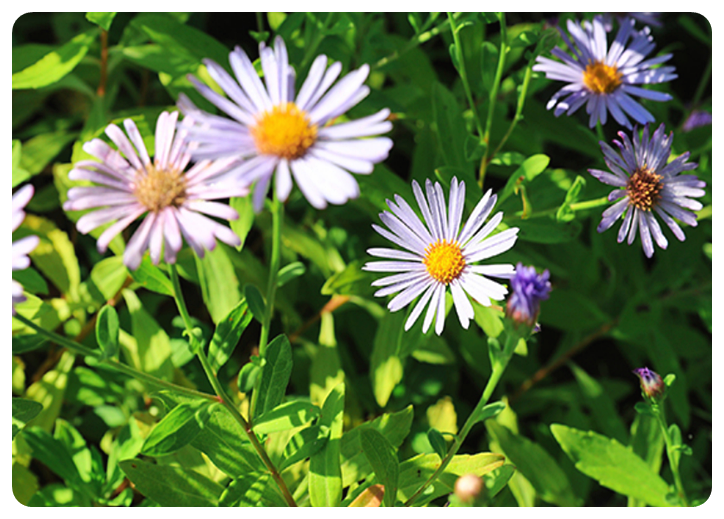 아침고요수목원2