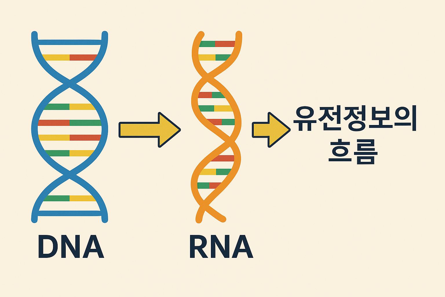DNA RNA 유전정보