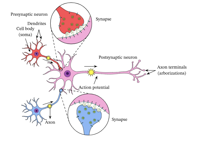 몰입 시냅스 기억자극