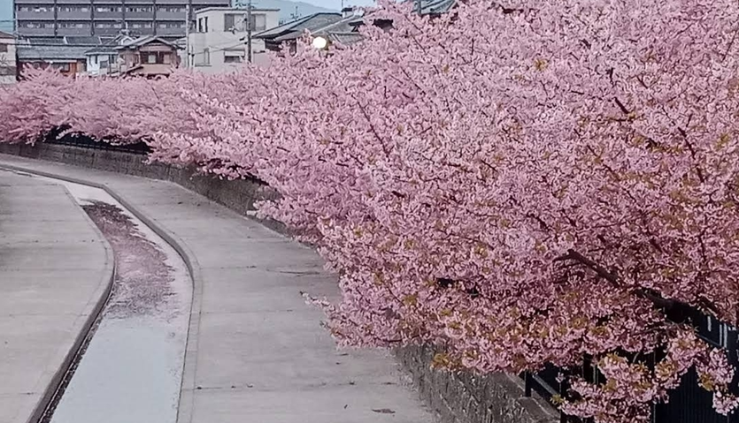 요도의 카와즈자쿠라