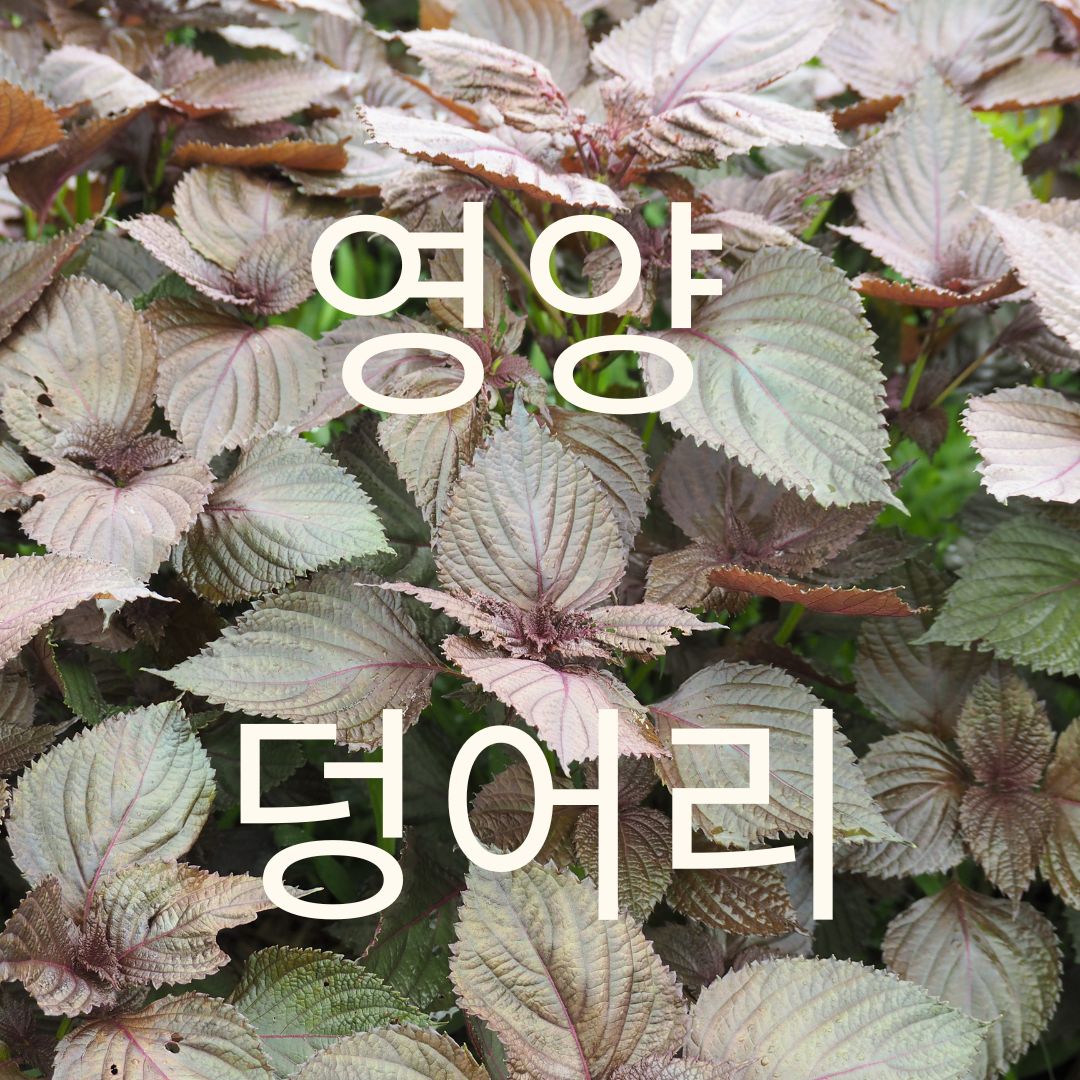 차즈기 효능