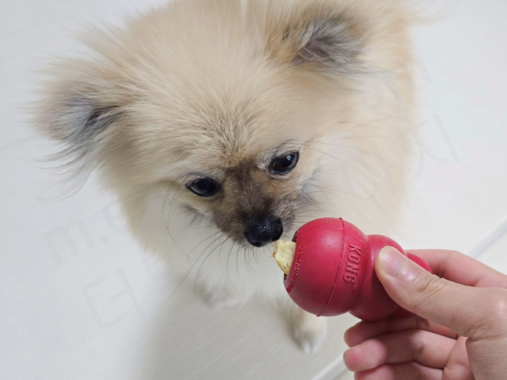 리킹 장난감에 관심을 보이는 강아지