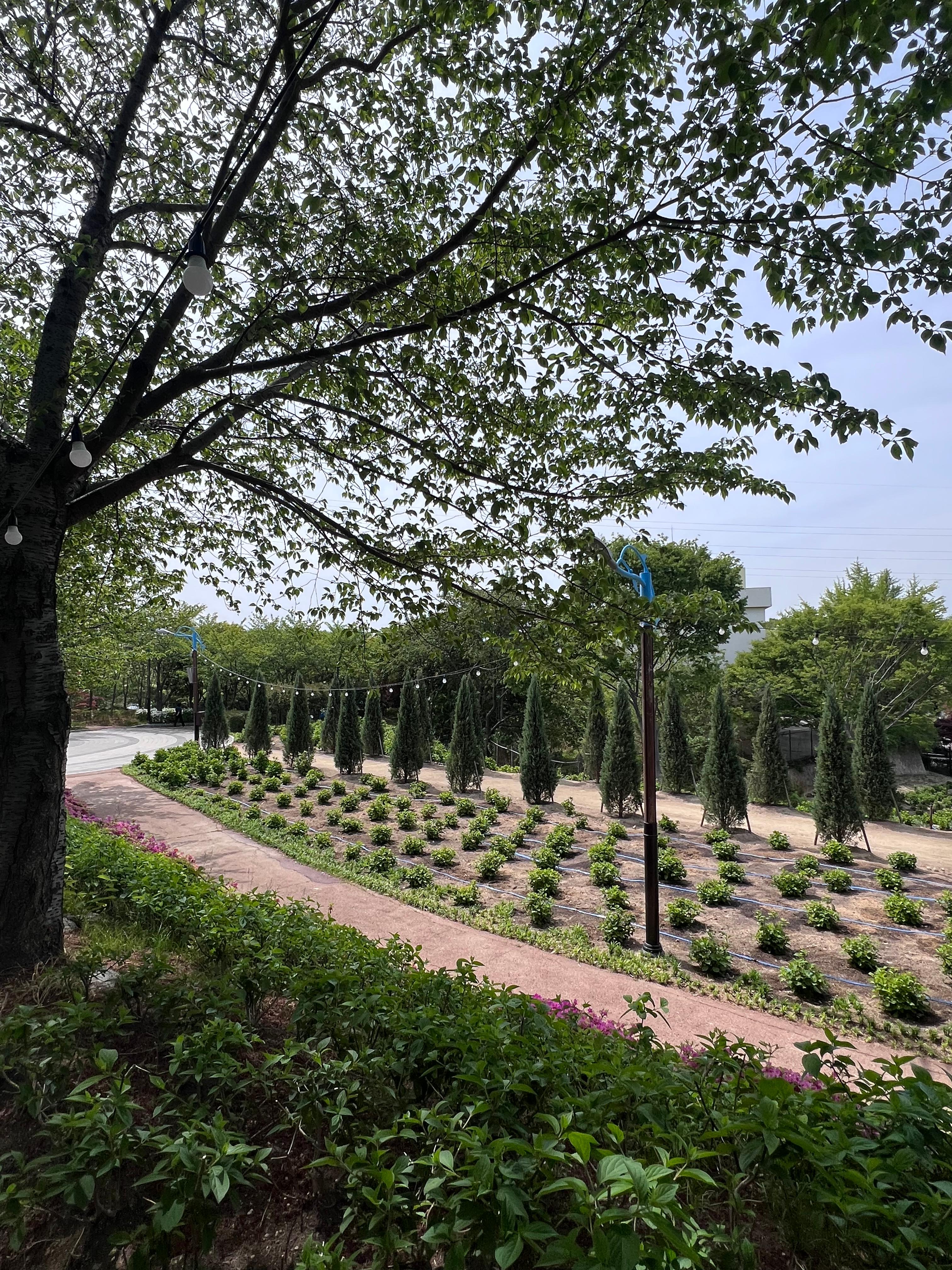 장생포 고래문화마을 수국