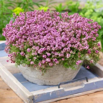 백리향 키우는 법 집에서 재배법 꿀팁_4