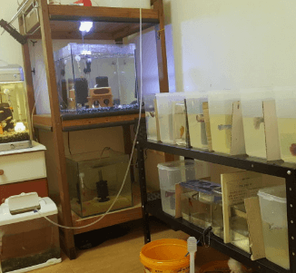 구피를 잘 키우기 위한 최적의 사육환경