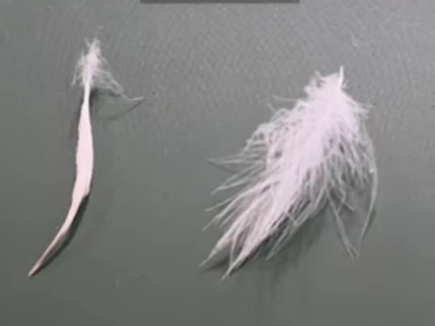 패딩 충전재 깃털 솜털