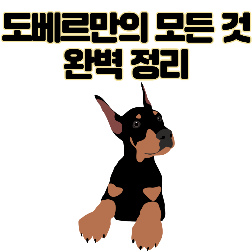 도베르만 성격, 털빠짐 질병 등 완벽 정리