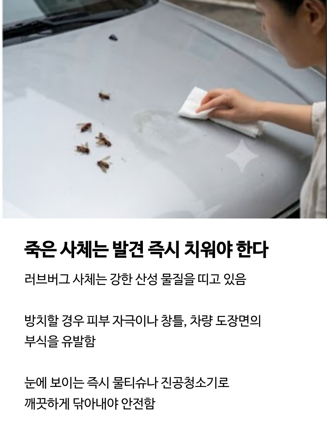 러브 버그 출몰시기