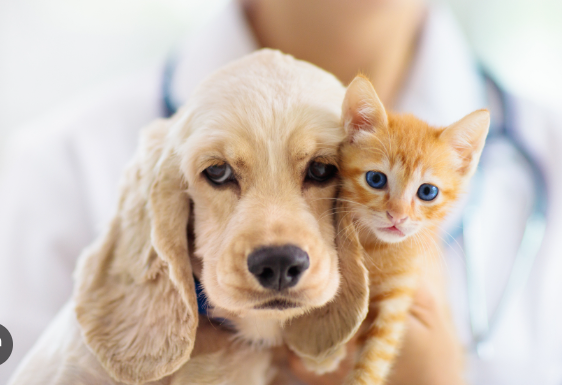 상생페이백신청방법25