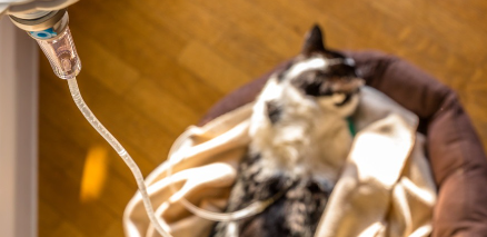 링거를 맞는 고양이.