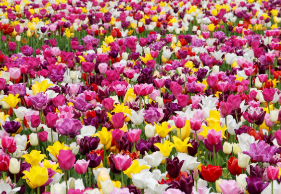 봄꽃 기차여행 (벚꽃기차)코스 및 금액 정리