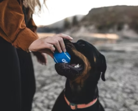 식용개 보상 개고기 식용 금지법 보상 식용개 사육농가 마리당 최대 60만원