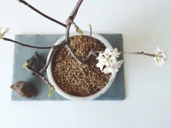 천리향 키우기와 향을 오래 유지하는 방법_18