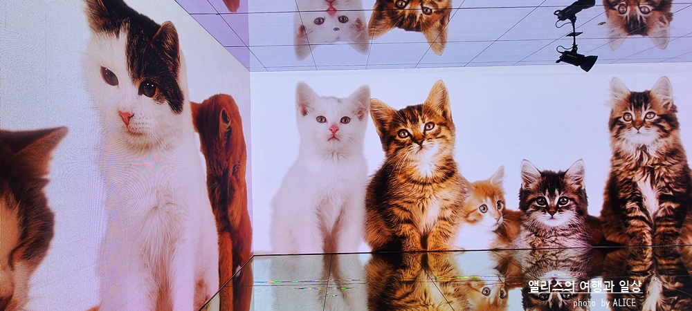 해운대 뮤지엄원 치유의기술, 부산 실내 가볼만한곳, 부산 전시 + 33% 할인예약방법