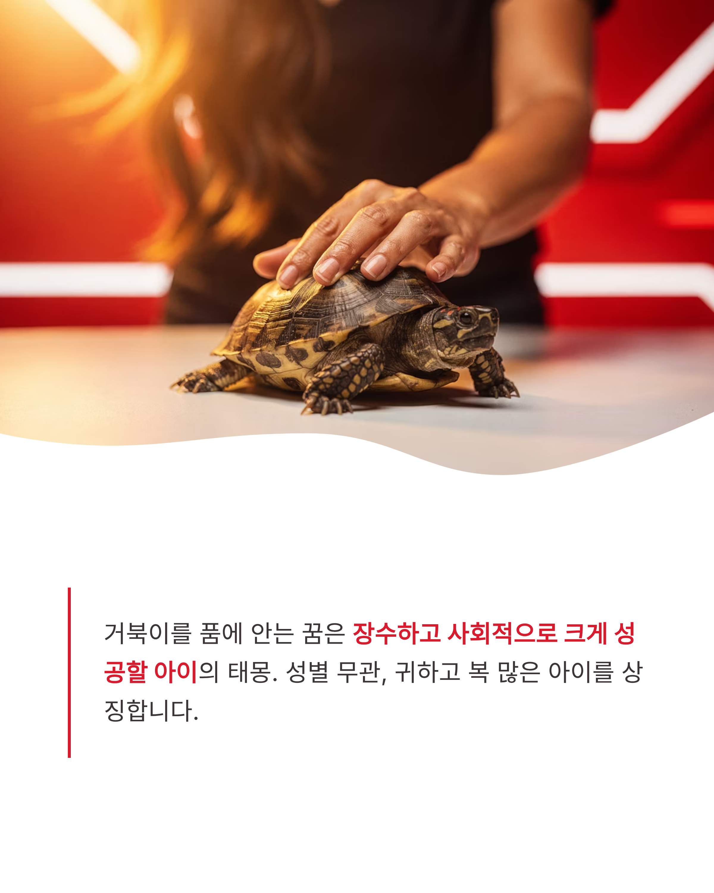 거북이 꿈 해몽 ❘ 집으로 들어오는 큰 거북이 만지는 꿈까지? 장수와 대박 재물운의 상징 완벽 정리!