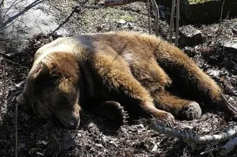 우수리 불곰 특징 성격 서식지_25