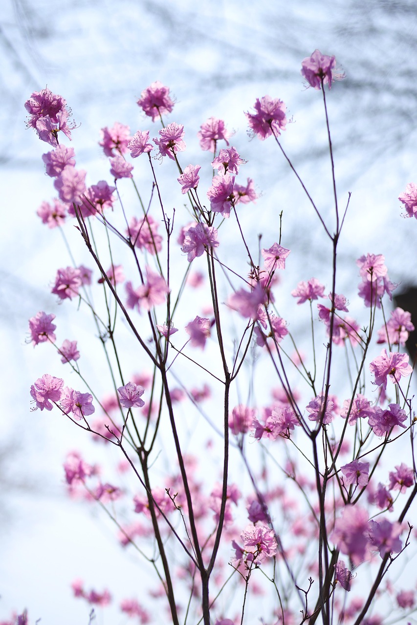 8월 8일 탄생화, 진달래