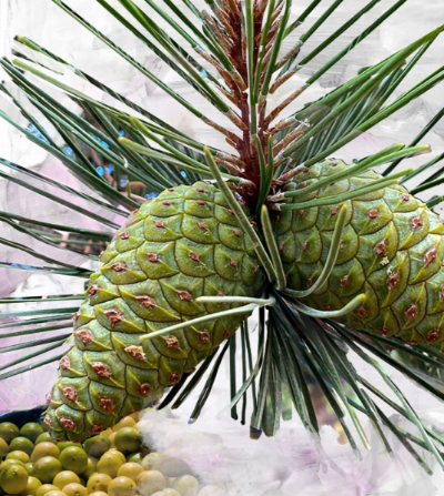 바이레도향수-집시워터