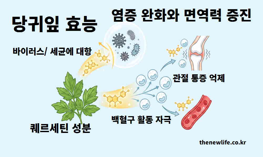 당귀잎 효능 염증 완화 면역력 증진