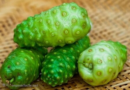 노니 효능 부작용 분말 복용법 20